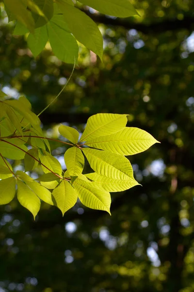 Φύλλα Νεροκολοκύθας Λατινική Ονομασία Aesculus Parviflora — Φωτογραφία Αρχείου