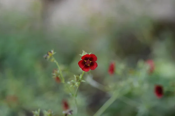 Ciemnokarmazynowy Kwiat Cinquefoil Łacińska Nazwa Potentilla Atrosanguinea — Zdjęcie stockowe