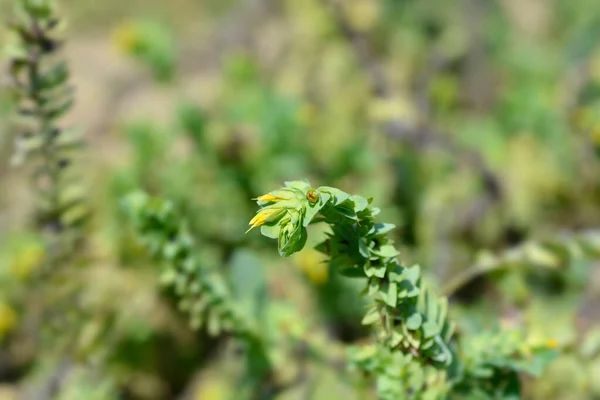 Sima Méhféreg Latin Név Cerinthe Glabra — Stock Fotó