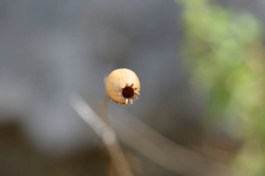 Sıra dışı kamp tohumları - Latince adı - Silene paradoxa
