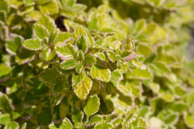 İsveç sarmaşığı Marginatus - Latince adı - Marginatus için Plectranthus