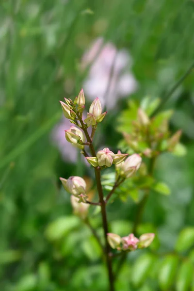 Videira Trompete Rosa Nome Latino Podranea Ricasoliana — Fotografia de Stock