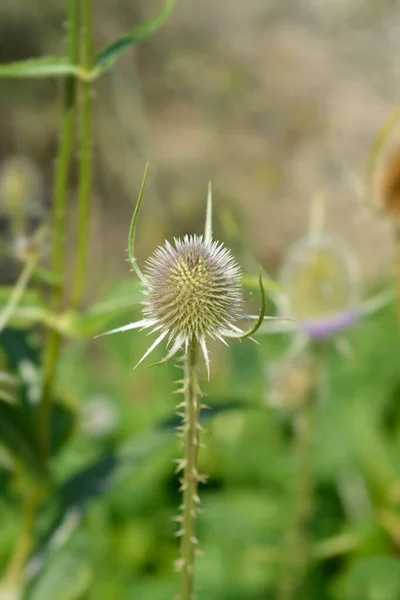 Broto Flor Teca Selvagem Nome Latino Dipsacus Fullonum — Fotografia de Stock