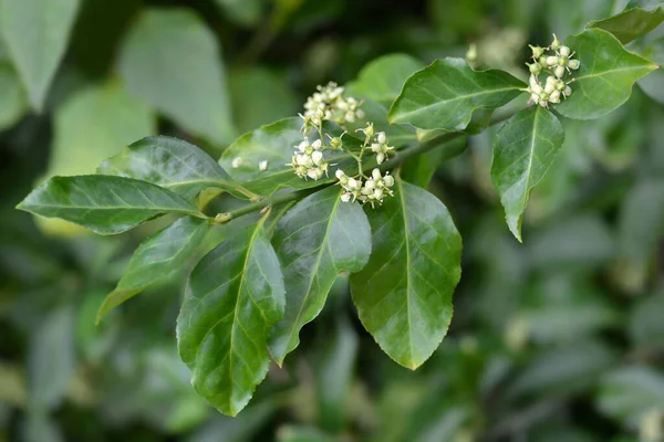 European Spindle Latin Name Euonymus Europaeus — Stock Photo, Image