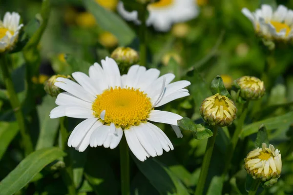 Shasta Daisy Snow Lady 라틴어 Leucanthemum Superbun Snow Lady — 스톡 사진