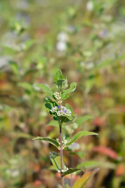 Niebieskobrody Łacińska Nazwa Caryopteris Clandonensis — Zdjęcie stockowe