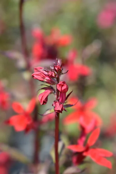 Bíboros Virág Latin Név Lobelia Cardinalis — Stock Fotó