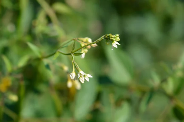 Білі Ластівки Латинська Назва Vincetoxicum Hirundinaria — стокове фото