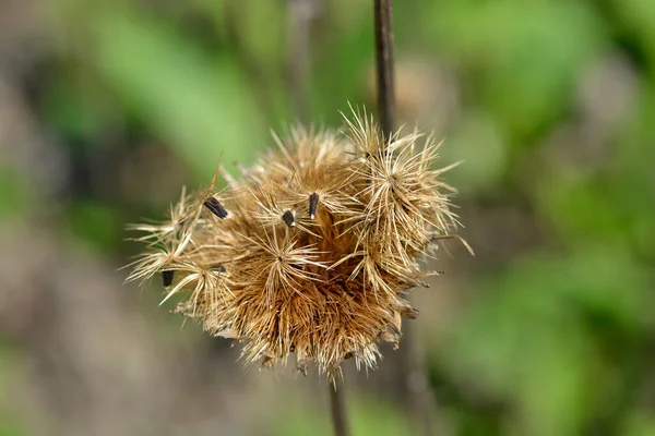 Cabeça Semente Lagarta Flor Simples Nome Latino Klasea Lycopifolia Serratula — Fotografia de Stock