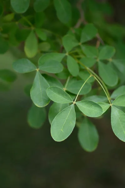 Liście Laburnum Dalmatyńskiego Nazwa Łacińska Petteria Ramentacea — Zdjęcie stockowe