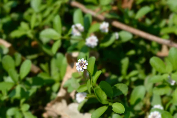 Sawtooth Frogfruit Łacińska Nazwa Phyla Nodiflora — Zdjęcie stockowe