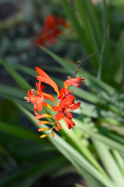 Montbretia Lucifer Flowers Latin Name Crocosmia Lucifer — Stock Photo, Image