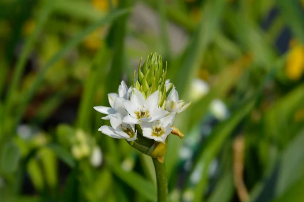 Flor Maravilha Africana Nome Latino Ornithogalum Thyrsoides — Fotografia de Stock