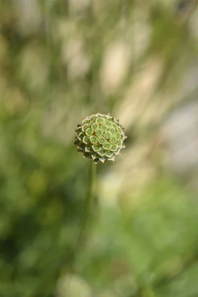 라틴어 Cephalaria Leucantha — 스톡 사진