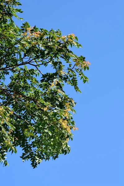 Árbol Del Cielo Nombre Latino Ailanthus Altissima — Foto de Stock