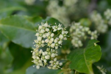 Avrupa Milli - Latince adı - Euonymus europaeus