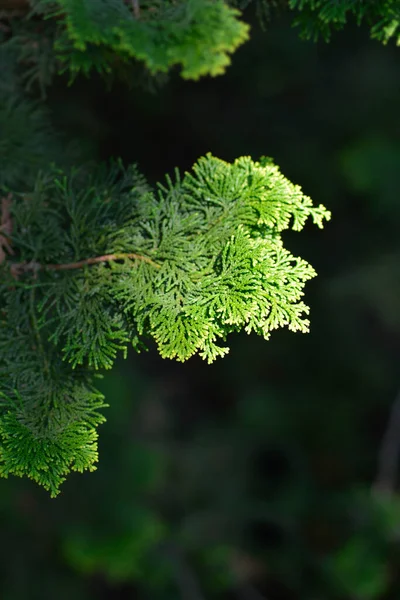 Hinoki Cypress Branch Latin Name Chamaecyparis Obtusa — Stock Photo, Image