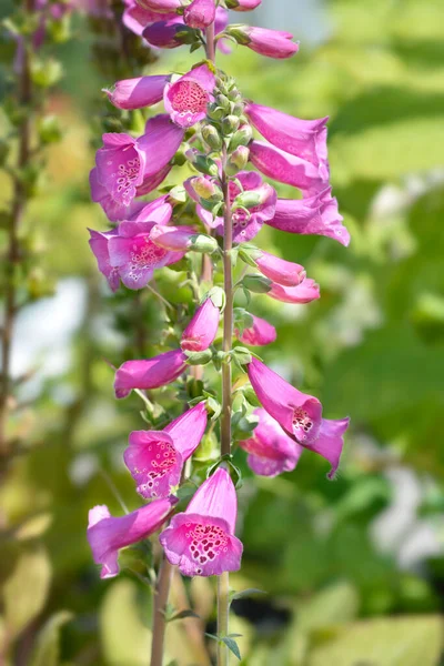 Common Foxglove Latin Name Digitalis Purpurea — Stock Photo, Image