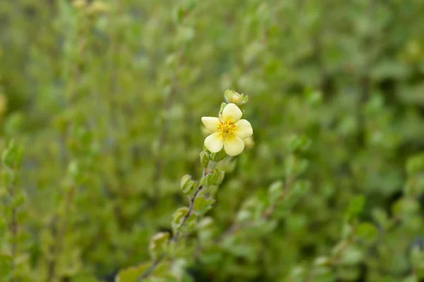Sárga Cserje Cinquefoil Virág Latin Név Potentilla Fruticosa — Stock Fotó