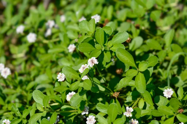 Sawtooth Frogfruit Łacińska Nazwa Phyla Nodiflora — Zdjęcie stockowe