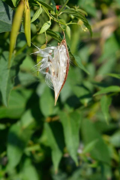 白インゲン豆の種鞘 ラテン語名 Vincetoxicum Hirundinaria — ストック写真