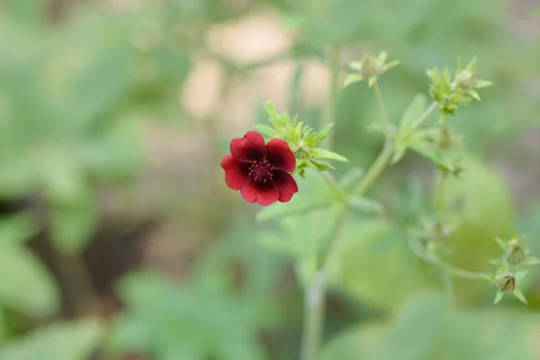 Dark Crimson Cinquefoil Flower Latin Name Potentilla Atrosanguinea — Stock Photo, Image