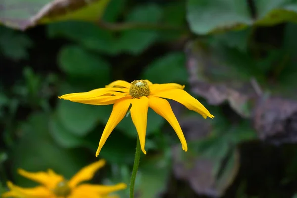 Gloriosa Daisy Irish Eyes Lateinischer Name Rudbeckia Hirta Irish Eyes — Stockfoto