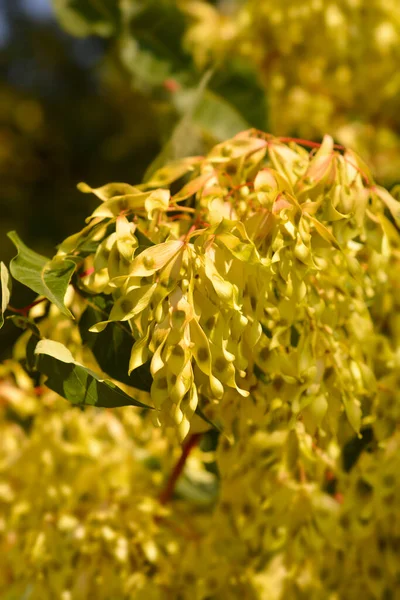 Árbol Las Semillas Del Cielo Nombre Latino Ailanthus Altissima — Foto de Stock