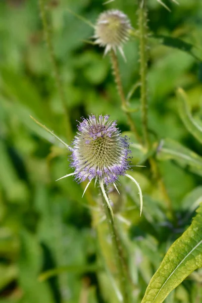 Дикі Чайні Квіти Латинська Назва Dipsacus Fullonum — стокове фото