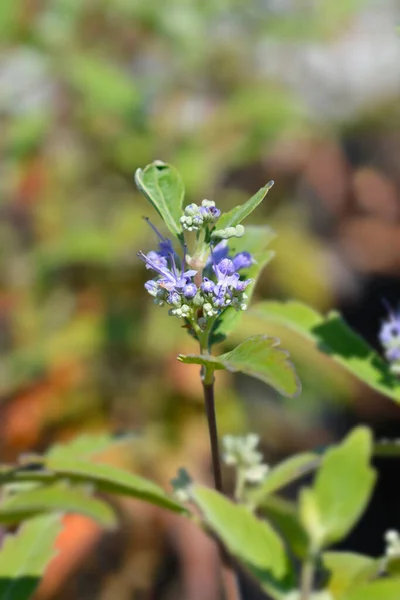 Niebieskobrody Łacińska Nazwa Caryopteris Clandonensis — Zdjęcie stockowe