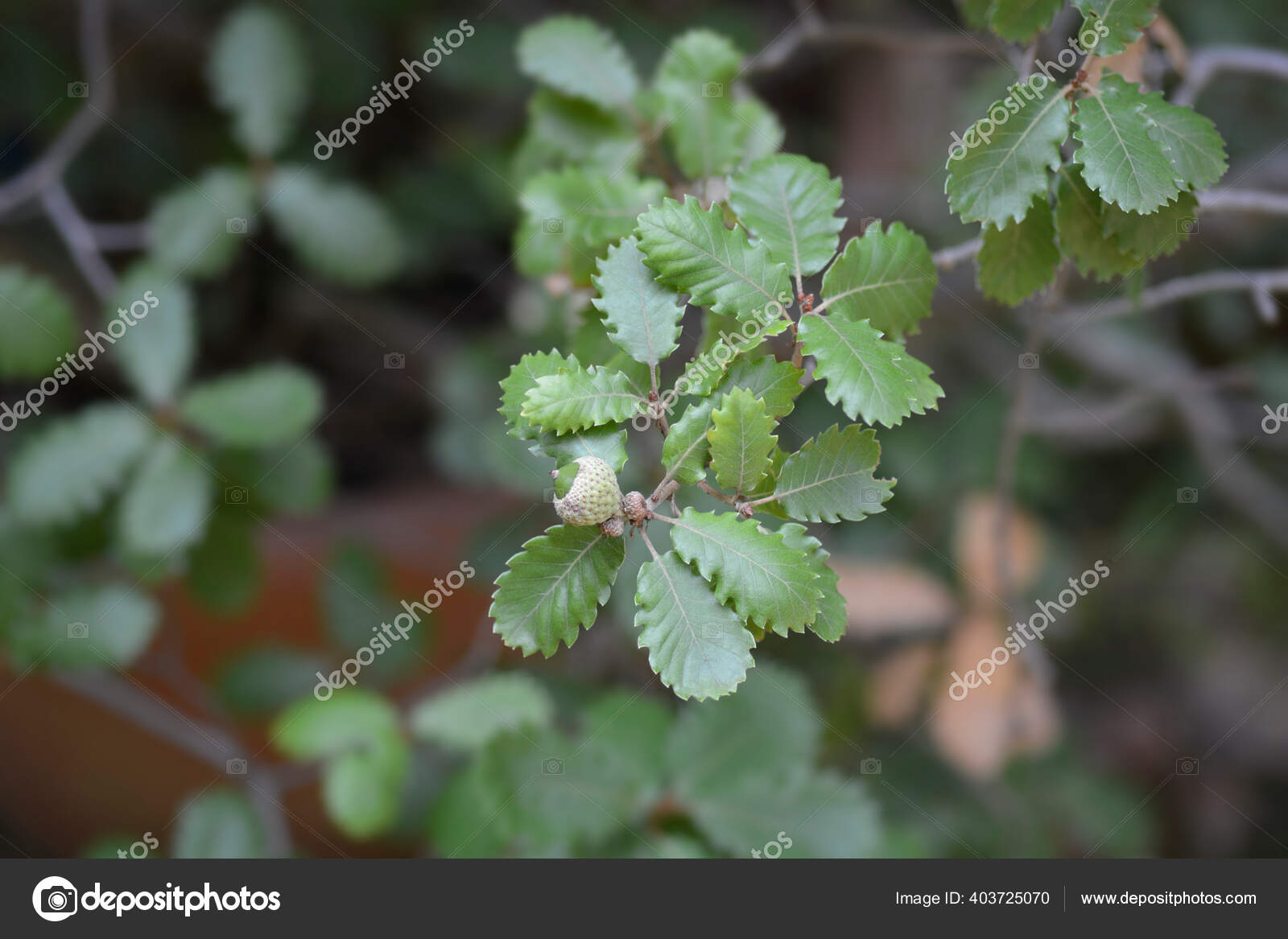 Portuguese Oak Latin Name Quercus Faginea Stock Photo by ©nahhan 403725070