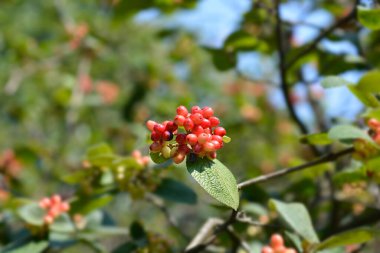 Ağaç meyveleri - Latince adı - Viburnum lantana