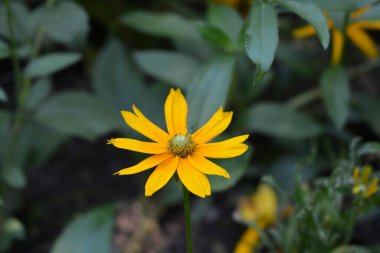 Gloriosa Daisy Irish Eyes - Latince adı Rudbeckia hirta Irish Eyes