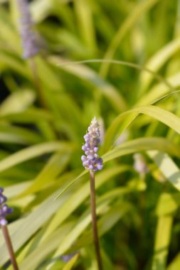 Büyük mavi zambak çiçeği tomurcukları - Latince adı - Liriope muscari
