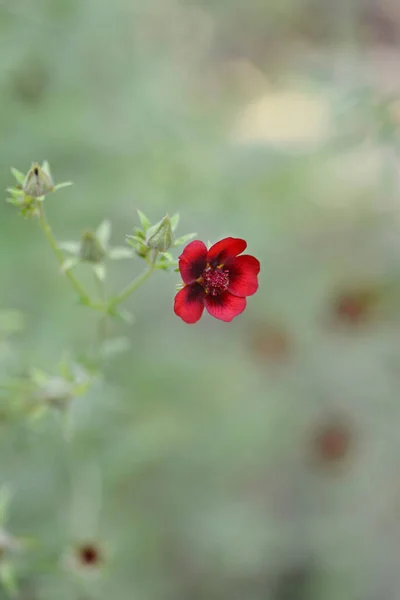 Dark Crimson Cinquefoil Flower Латинское Название Potentilla Atrosanguinea — стоковое фото