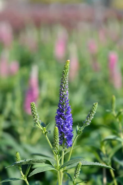 Spiked Speedwell Flower Latin Name Veronica Spicata — Stock Photo, Image