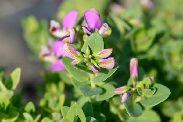 Myrtenblatt Milchkraut Lateinischer Name Polygala Myrtifolia — Stockfoto