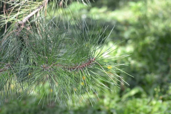 Kínai Vörös Fenyő Latin Név Pinus Tabuliformis — Stock Fotó