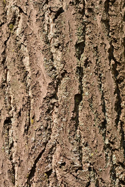 Ginkgo Bark Detail Латинское Название Ginkgo Biloba — стоковое фото