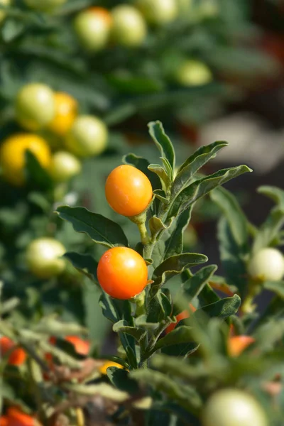 False Jerusalem Cherry Latin Name Solanum Pseudocapsicum — Stock Photo, Image