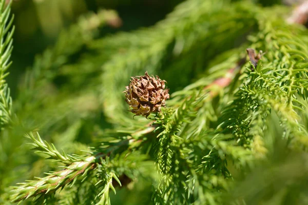 Japonský Cedrový Kužel Latinský Název Cryptomeria Japonica — Stock fotografie