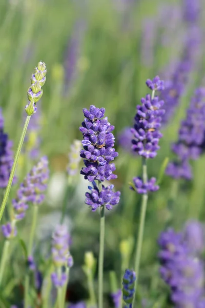 English Lavender Hidcote Latin Name Lavandula Angustifolia Hidcote — Stock Photo, Image