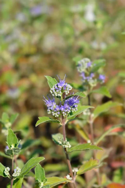 Blauwbaard Bloemen Latijnse Naam Caryopteris Clandonensis — Stockfoto