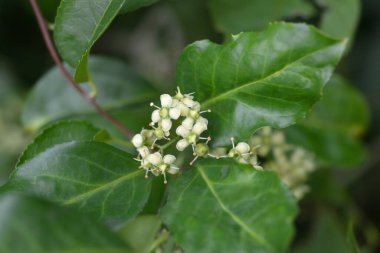Avrupa Milli - Latince adı - Euonymus europaeus
