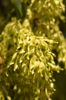 Cennet ağacı tohumu - Latince adı - Ailanthus altissima