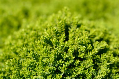 Zümrüt Yeşil Hebe Latince adı Hebe Zümrüt Yeşil