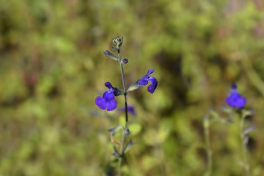 Bebek bilgesi Mavi Monrovia - Latince adı - Salvia microphylla Blue Monrovia