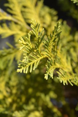 Lawsons Cypress Sunkist - Latince adı Chamaecyparis lawsoniana Sunkist