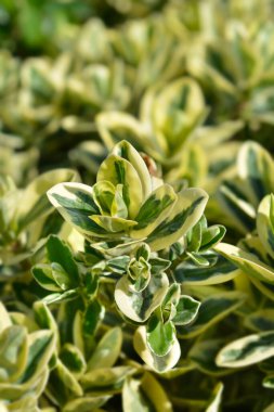 Çeşitli Anderson 'lar Latince adı Hebe x Andersonii Variegata