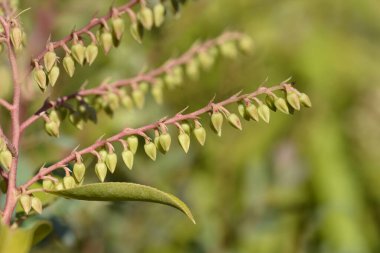 Vadi Çalı 'nın Güzel Zambağı - Latince adı - Pieris x Güzellik Getiren